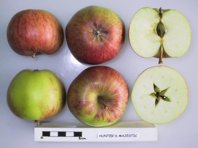 Hunter's Majestic apple