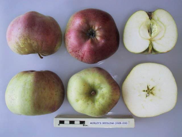 Morley's Seedling apple
