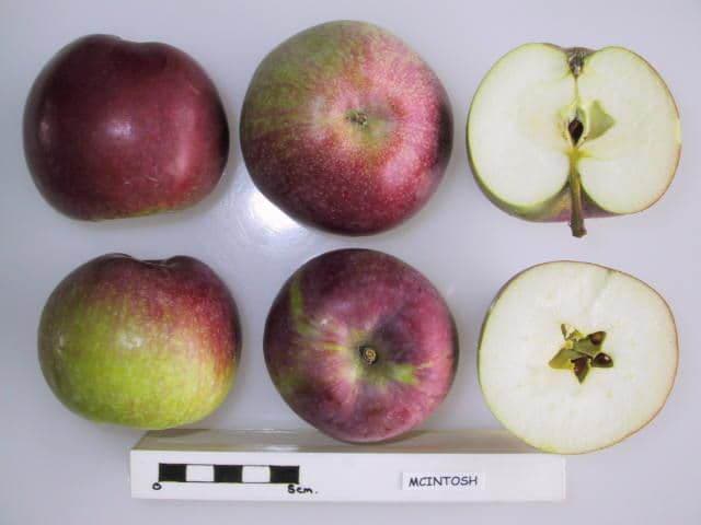 Mcintosh apple