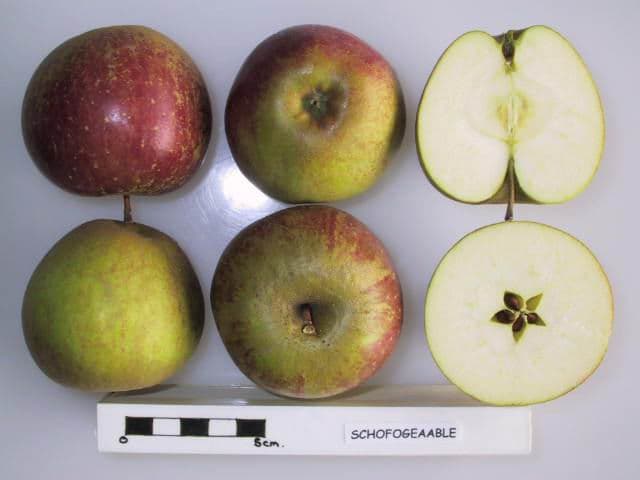 Unknown Apple apple