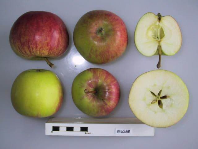 Epicure apple