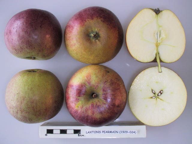 Laxton's Pearmain apple