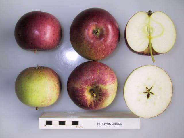 Taunton Cross apple