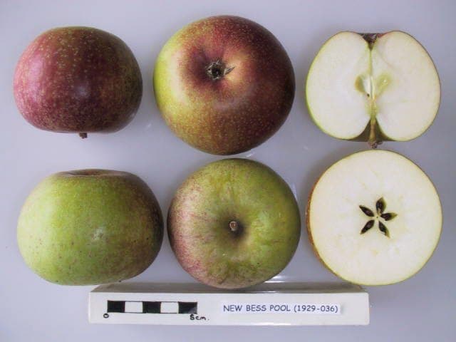 New Bess Pool apple