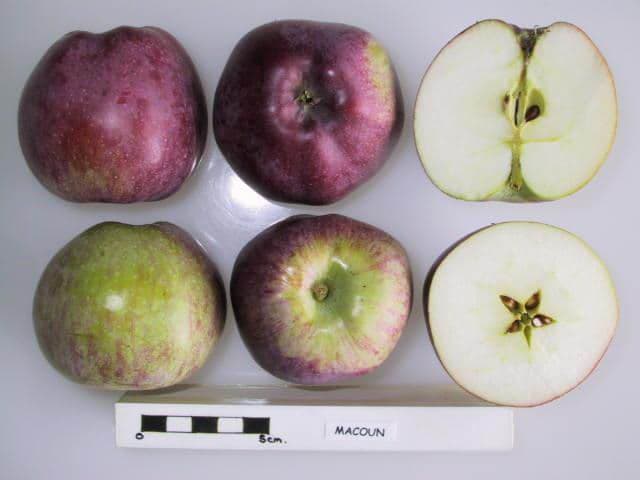 Macoun apple