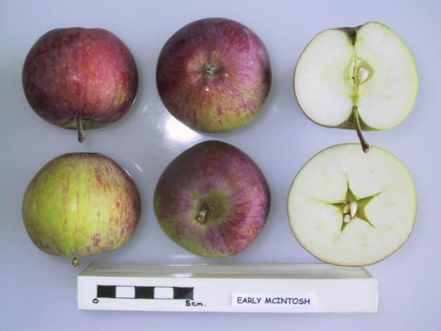 Early McIntosh apple