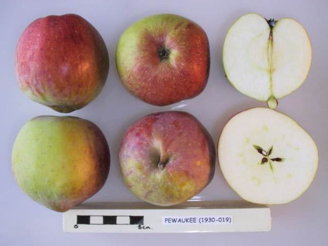Pewaukee apple