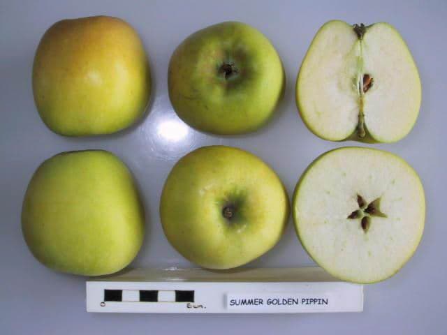 Summer Golden Pippin apple