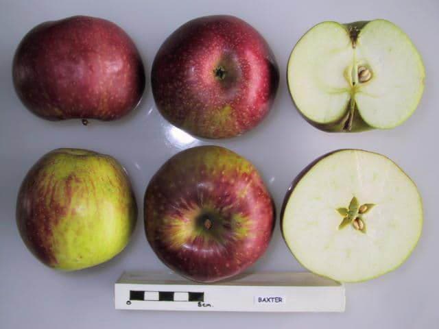 Baxter apple