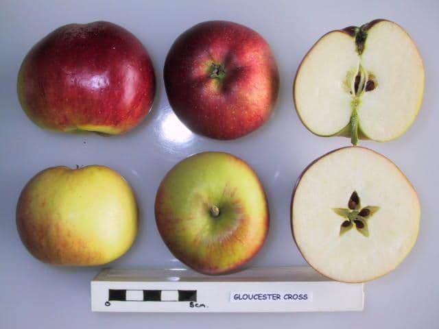 Gloucester Cross apple