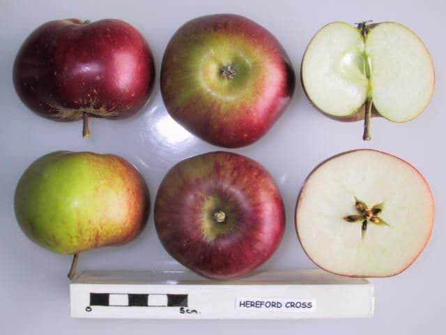 Hereford Cross apple