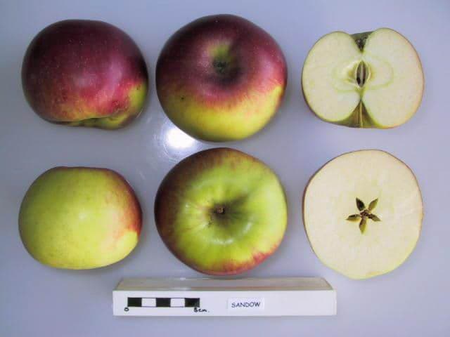 Sandow apple