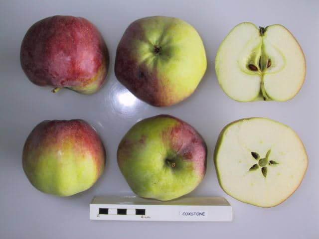 Coxstone apple
