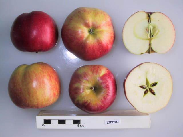 Lipton apple