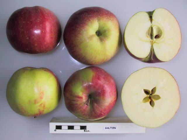 Galton apple