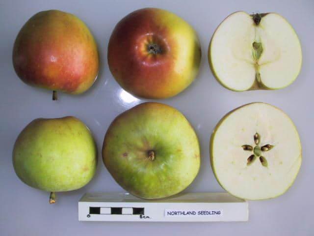 Northland Seedling apple