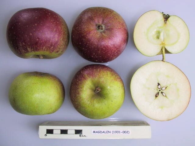 Calville Blanc apple