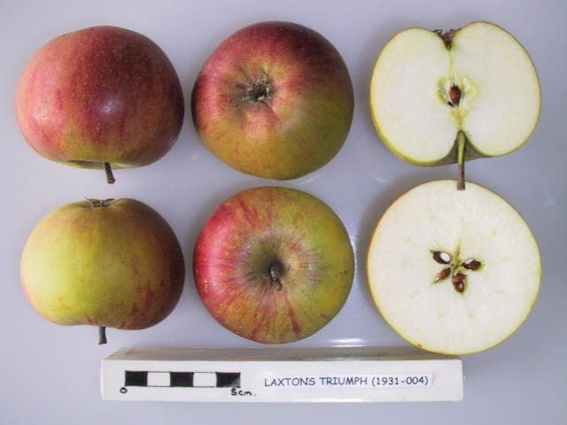 Laxton's Triumph apple