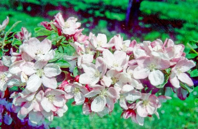 Upton Pyne apple