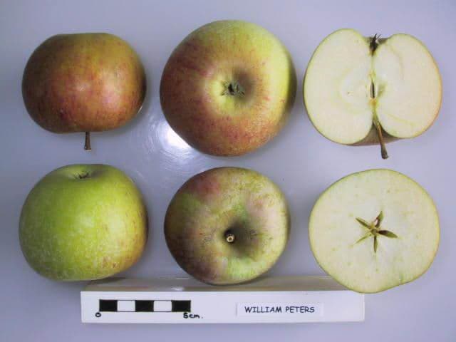 William Peters apple