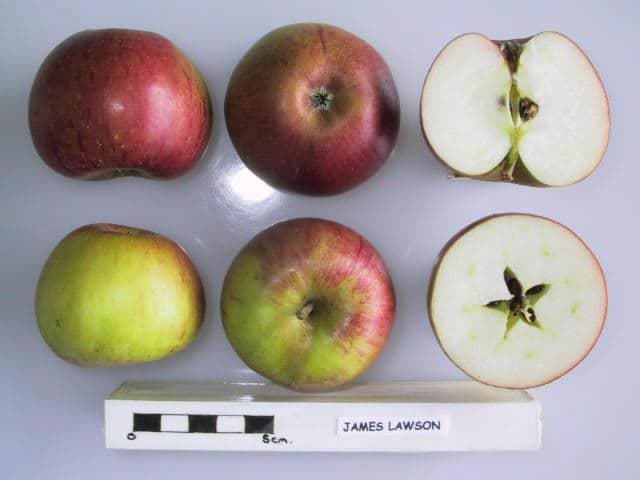 James Lawson apple