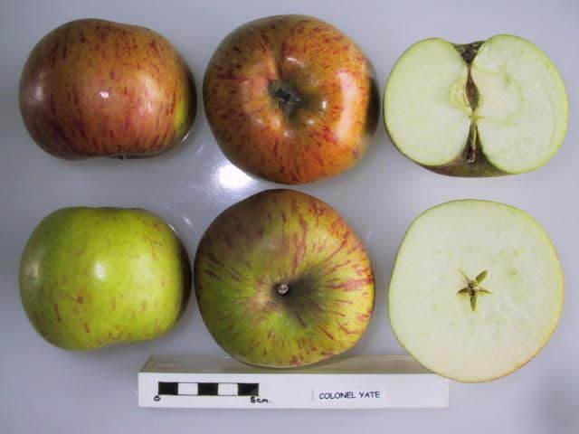 Colonel Yate apple