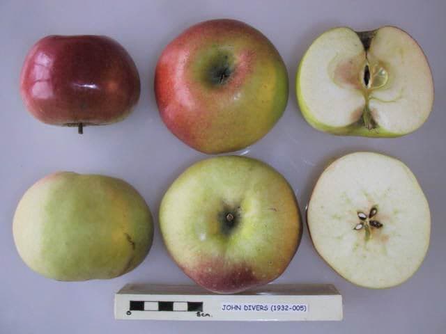 John Divers apple
