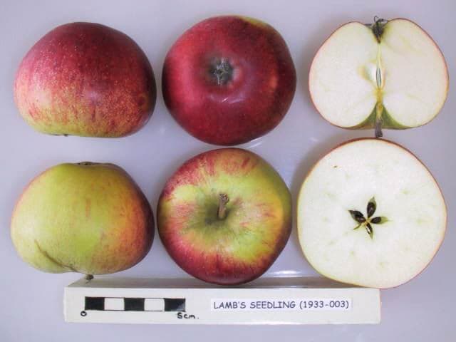 Langley Pippin apple