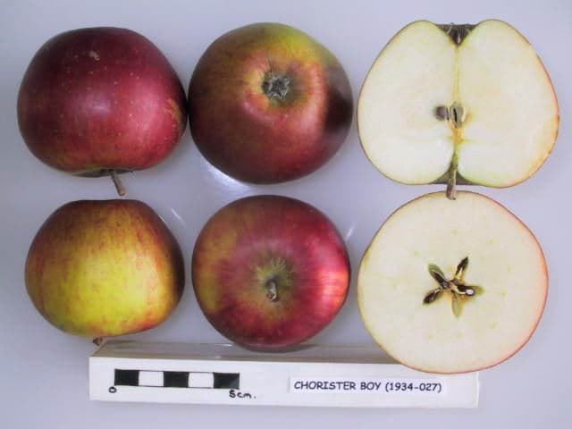 Chorister Boy apple