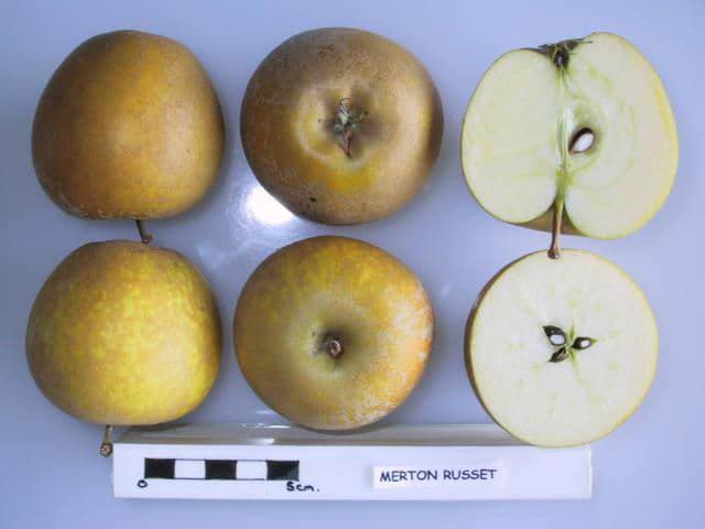 Merton Russet apple