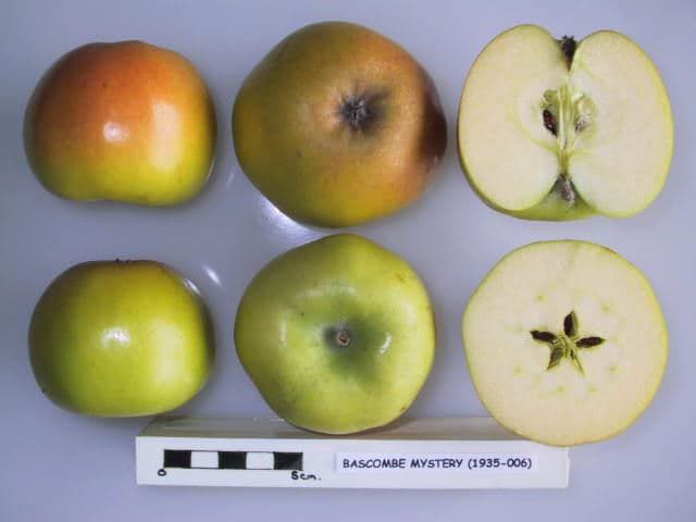 Bascombe Mystery apple
