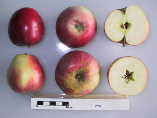 Opal (Seabrook) apple