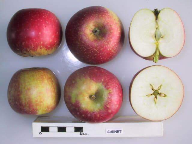 Garnet apple