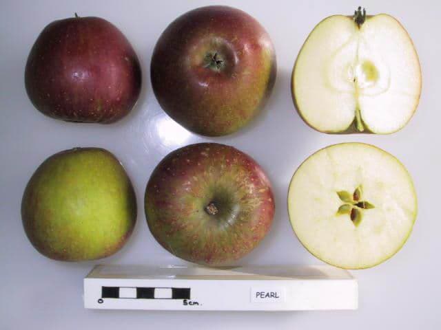 Pearl apple
