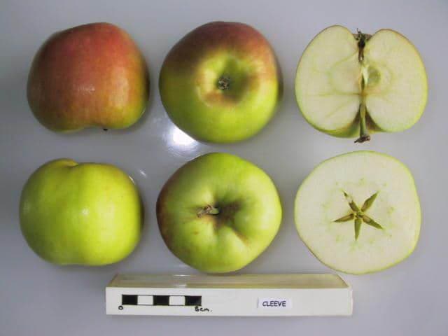 Cleeve apple