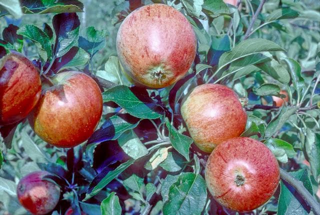 Hood's Supreme apple