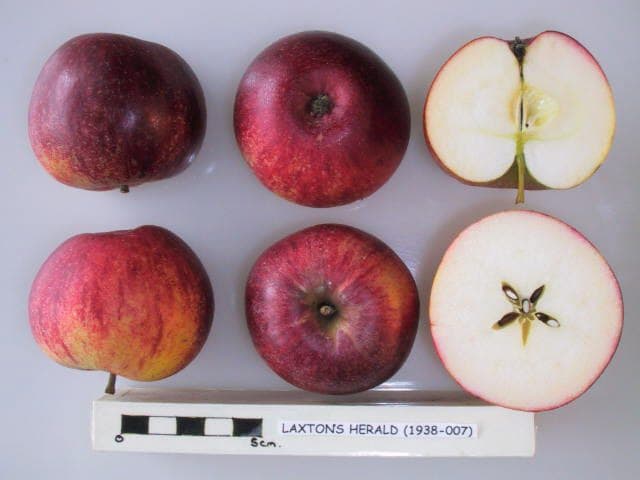 Laxton's Herald apple