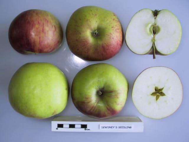 Dewdney's Seedling apple