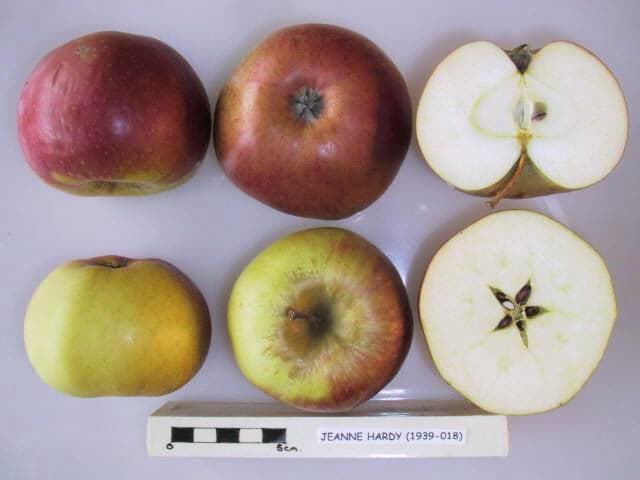 Jeanne Hardy apple