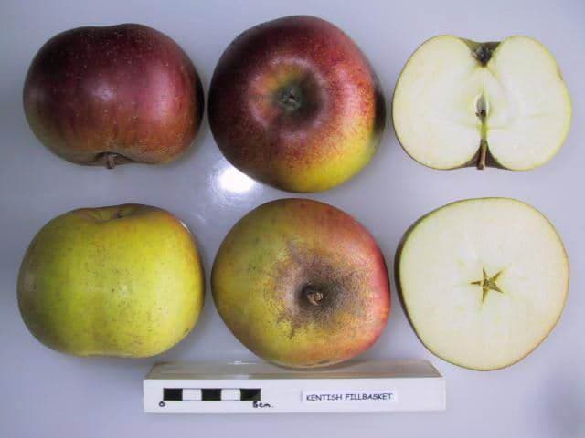 Fillbasket apple