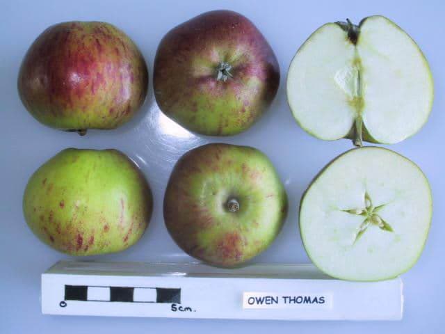 Owen Thomas apple