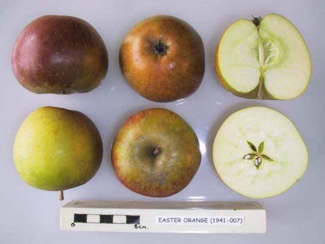 Easter Orange apple