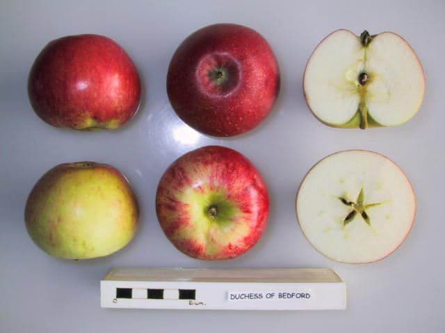 Duchess of Bedford apple