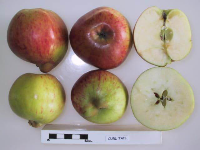 Curl Tail apple