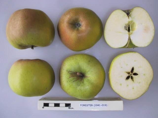 Forester apple