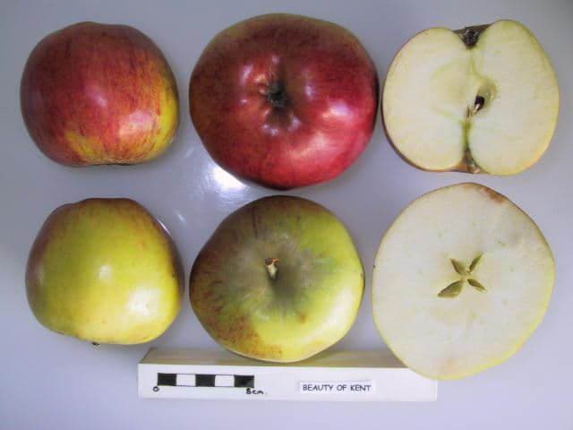 Beauty of Kent apple