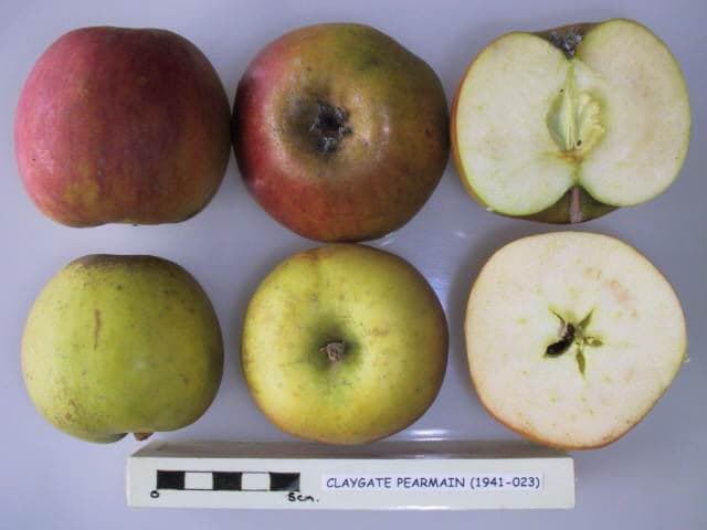 Claygate Pearmain apple