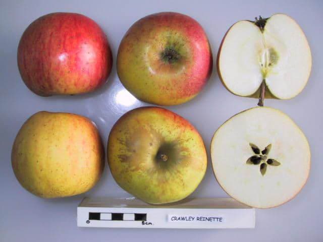 Crawley Reinette apple