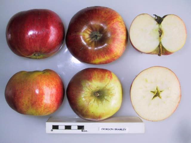 Crimson Bramley apple