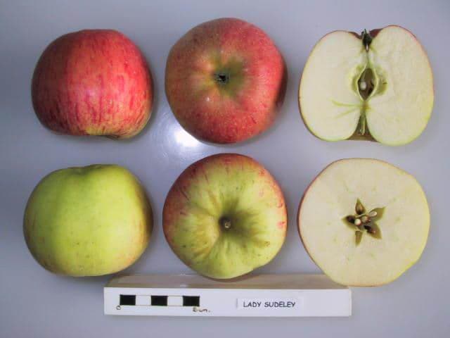 Lady Sudeley apple